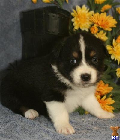 Puppies in Hornick